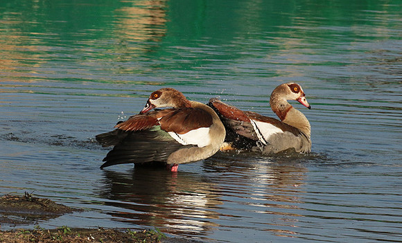 Egyptian goose - Selous