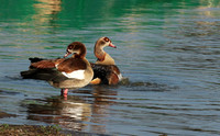 Egyptian goose - Selous