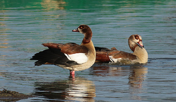 Egyptian goose - Selous