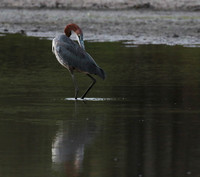 Goliath heron - Selous