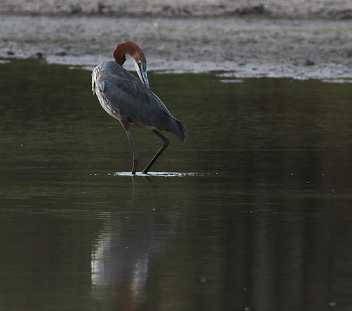 Goliath heron - Selous