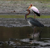 Goliath heron - Selous