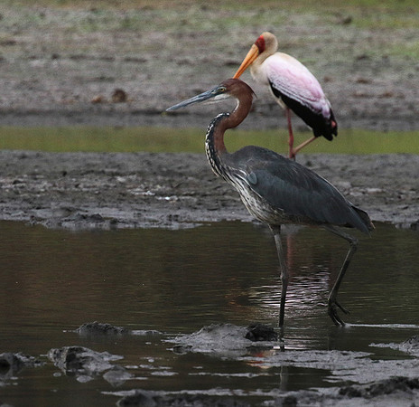 Goliath heron - Selous