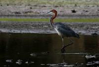 Goliath heron - Selous