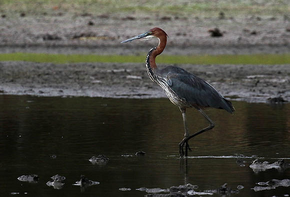Goliath heron - Selous