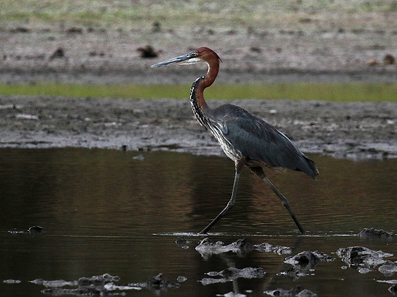Goliath heron - Selous