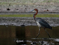 Goliath heron - Selous