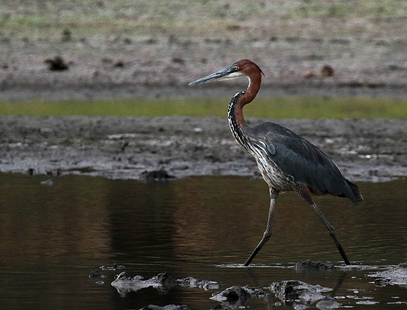 Goliath heron - Selous