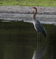 Goliath heron - Selous