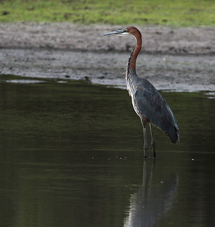 Goliath heron - Selous