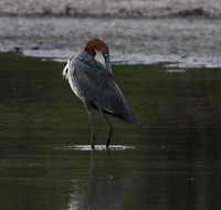 Goliath heron - Selous