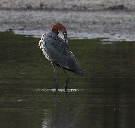 Goliath heron - Selous