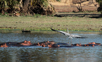 Grey heron - Selous