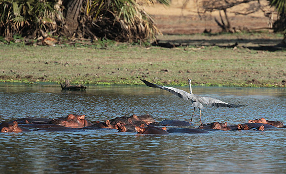 Grey heron - Selous