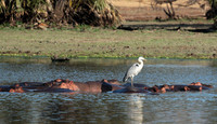 Grey heron - Selous