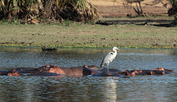 Grey heron - Selous