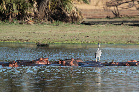 Grey heron - Selous