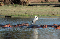 Grey heron - Selous