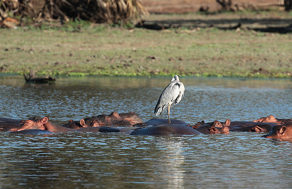 Grey heron - Selous