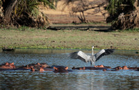 Grey heron - Selous