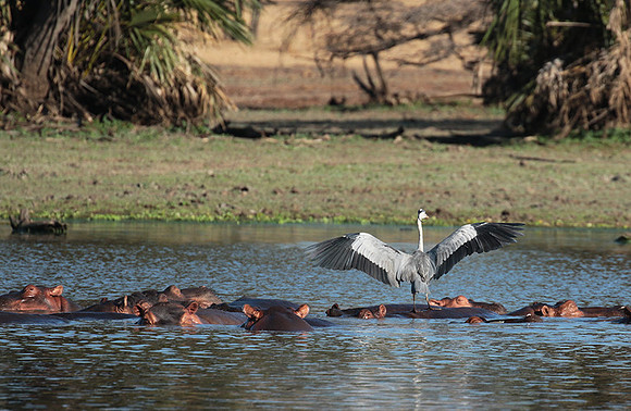 Grey heron - Selous