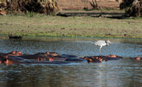 Grey heron - Selous