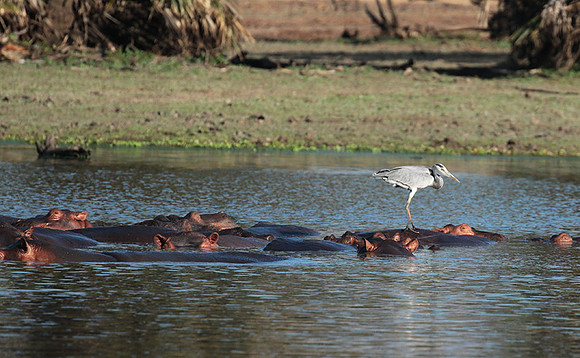 Grey heron - Selous