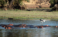 Grey heron - Selous