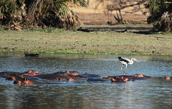 Grey heron - Selous