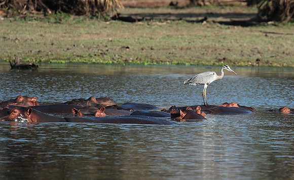 Grey heron - Selous