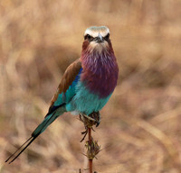 Lilac-breasted roller - Selous