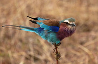 Lilac-breasted roller - Selous