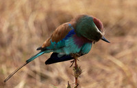 Lilac-breasted roller - Selous