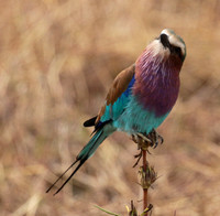 Lilac-breasted roller - Selous
