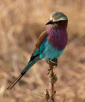 Lilac-breasted roller - Selous