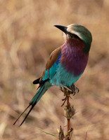 Lilac-breasted roller - Selous