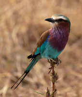 Lilac-breasted roller - Selous
