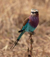Lilac-breasted roller - Selous