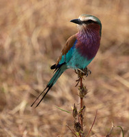 Lilac-breasted roller - Selous