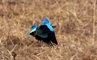 Lilac-breasted roller - Selous