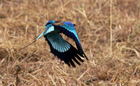 Lilac-breasted roller - Selous