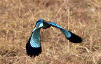 Lilac-breasted roller - Selous