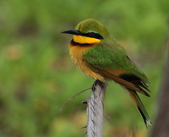 Little bee-eater - Selous
