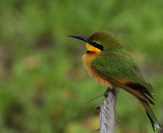 Little bee-eater - Selous