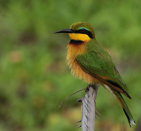 Little bee-eater - Selous