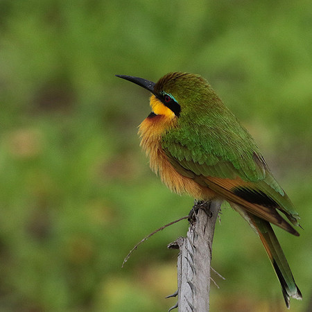 Little bee-eater - Selous