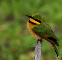 Little bee-eater - Selous