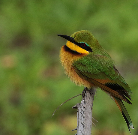 Little bee-eater - Selous