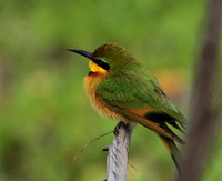 Little bee-eater - Selous