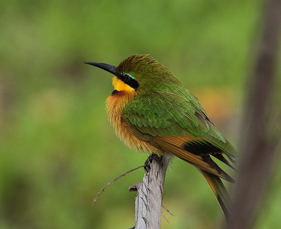 Little bee-eater - Selous